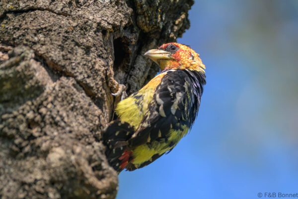 Crested Barbet - South Africa - Kruger NP - 2025
