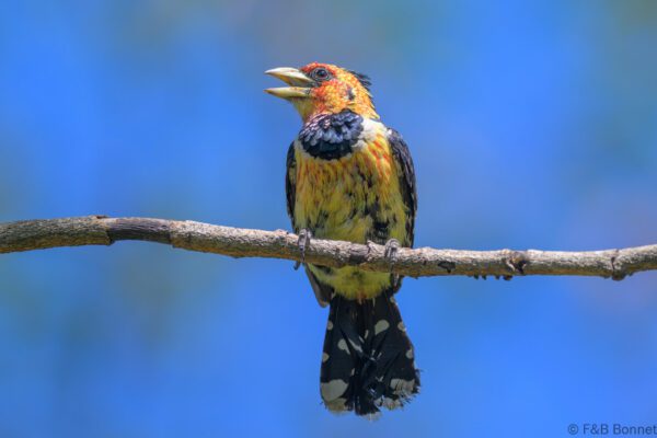Crested Barbet - South Africa - Kruger NP - 2025