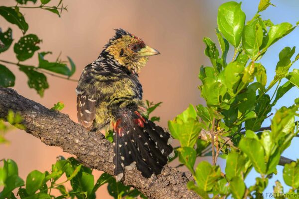 Crested Barbet - South Africa - Kruger NP - 2025