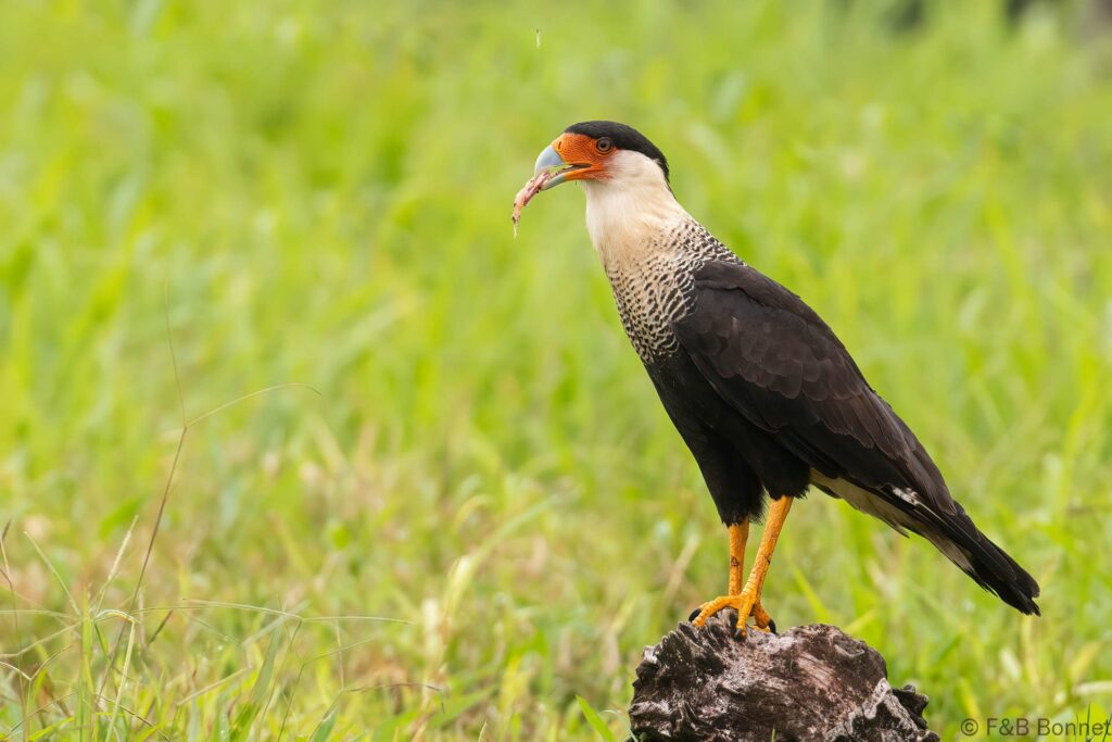 Carancho meridional - Costa Rica - Cahuita - 2021