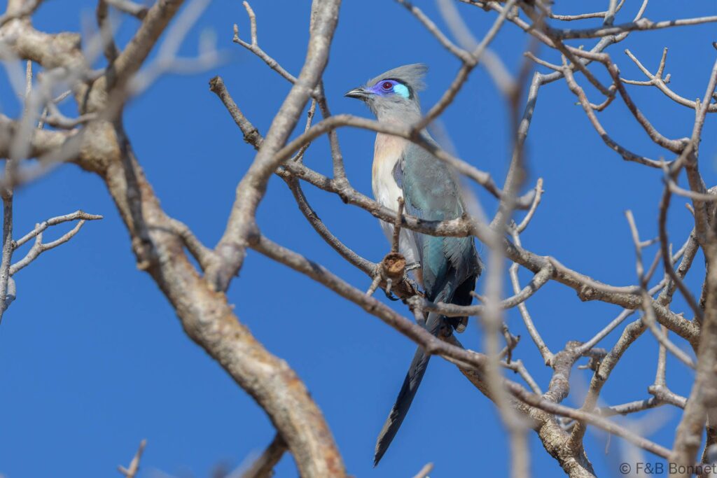 Crested Coua - Madagascar - Mangily - 2023
