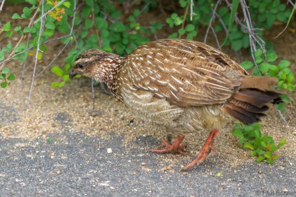 Crested Francolin - South Africa - Kruger NP 2025