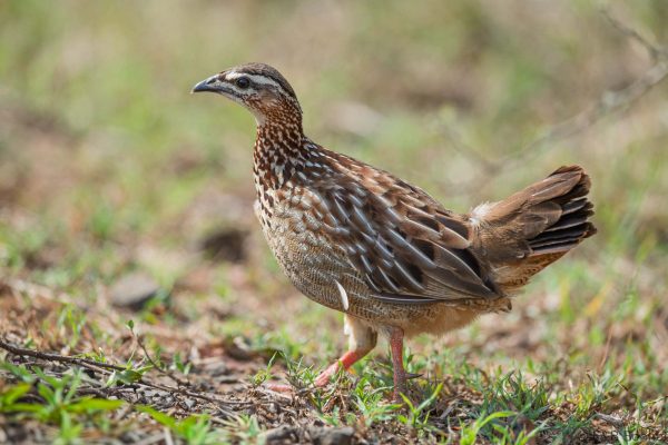 Crested Francolin - South Africa - uMkhuze - 2026
