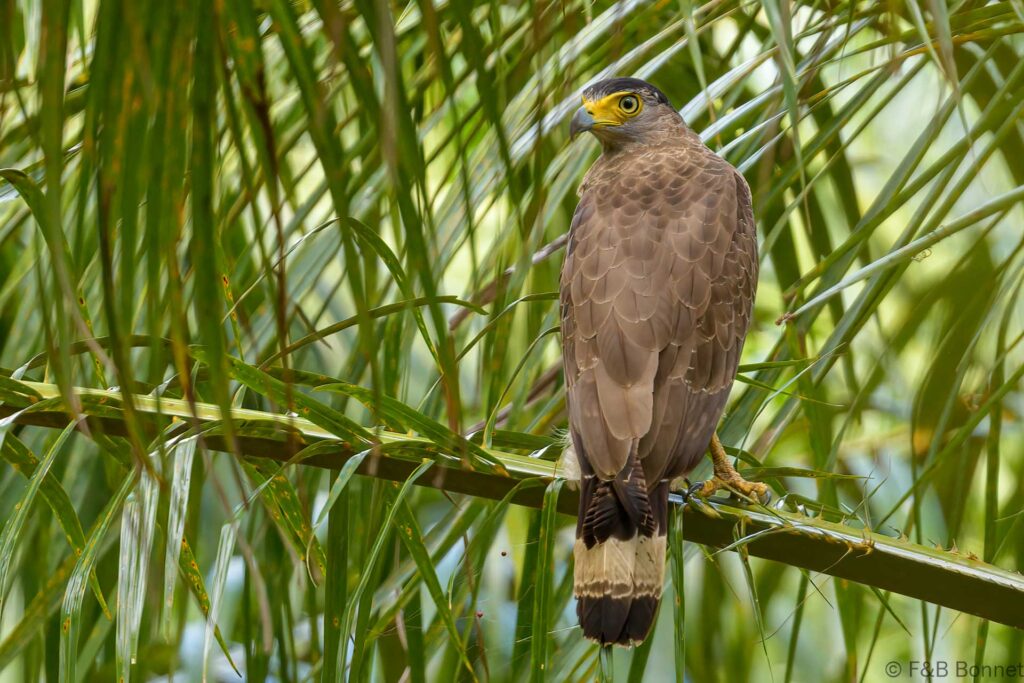 Crested Serpent Eagle - Thailand - Si Phang Nga - 2023