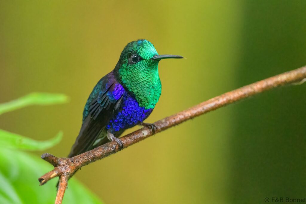 Zafiro coronado ♂ - Ecuador - Mindo - 2023