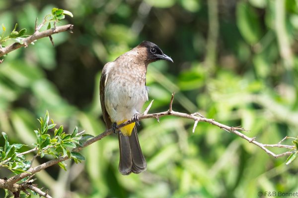 Dark-capped Bulbul - South Africa - uMkhuze - 2026