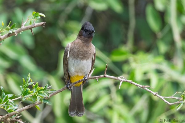 Dark-capped Bulbul - South Africa - uMkhuze - 2026