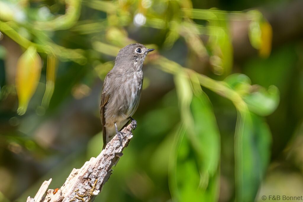 Dark-sided Flycatcher - Thailand - Kaeng Krachan - 2023