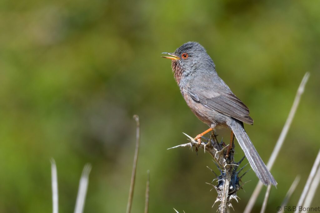 Curruca rabilarga - España - Andalucía - 2023