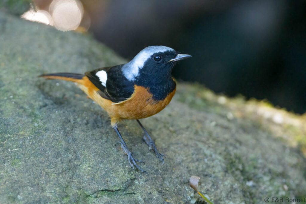 Daurian Redstart ♂ - Thailand - Doi Inthanon - 2024