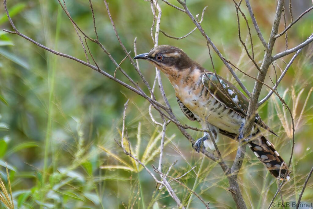 Diederik Cuckoo - South Africa - Hluhluwe-Imfolozi - 2022
