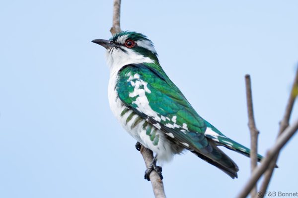 Diederik Cuckoo ♂ - South Africa - Ndumu - 2026