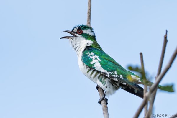 Diederik Cuckoo ♂ - South Africa - Ndumu - 2026
