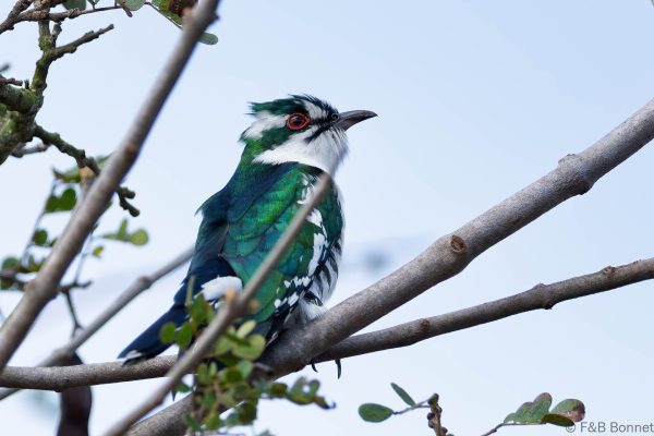 Diederik Cuckoo ♂ - South Africa - Ndumu - 2026