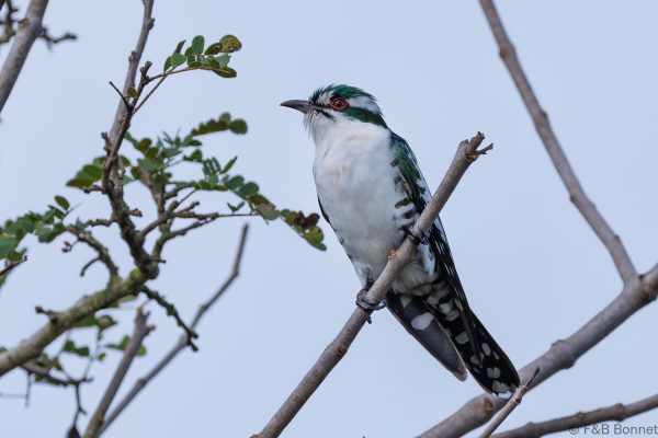 Diederik Cuckoo ♂ - South Africa - Ndumu - 2026