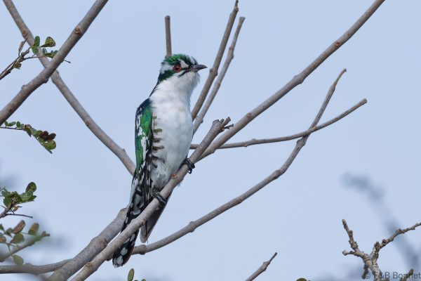 Diederik Cuckoo ♂ - South Africa - Ndumu - 2026