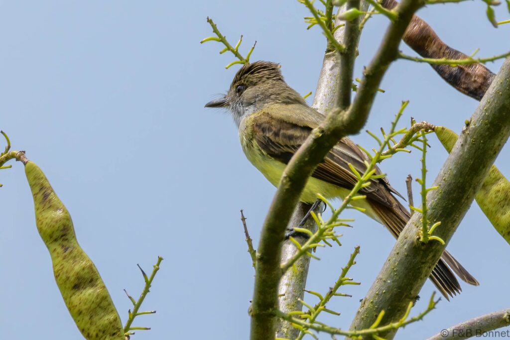 Copetón capirotado - Ecuador - El Castillo - 2023