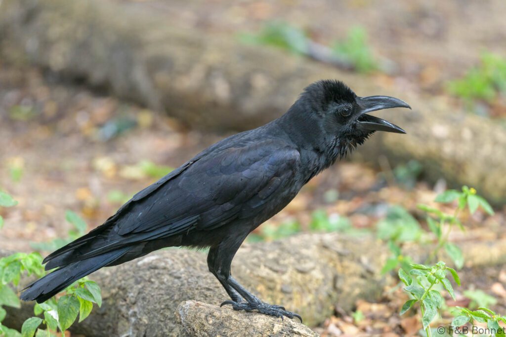 Eastern Jungle Crow - Thailand - Bangkok - 2023