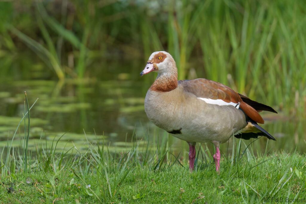 Egyptian Goose - South Africa - Cape Town - 2024