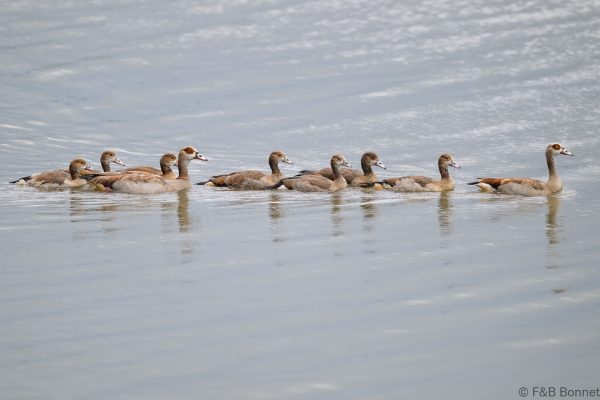 Egyptian Goose ♂ & ♀ & imm. - South Africa - Ndumu