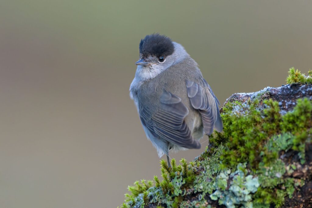 Curruca capirotada ♂ - España - Castilla y León - 2024