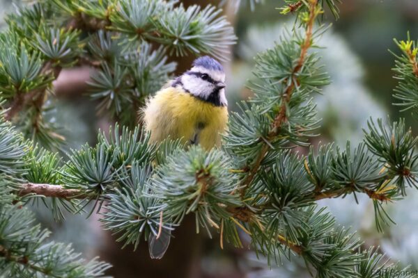 Mésange bleue - France - Bretagne - 2021