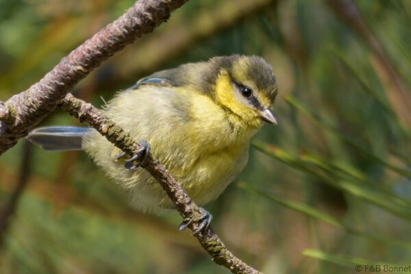 Mésange bleue (imm.) - France - Bretagne - 2022