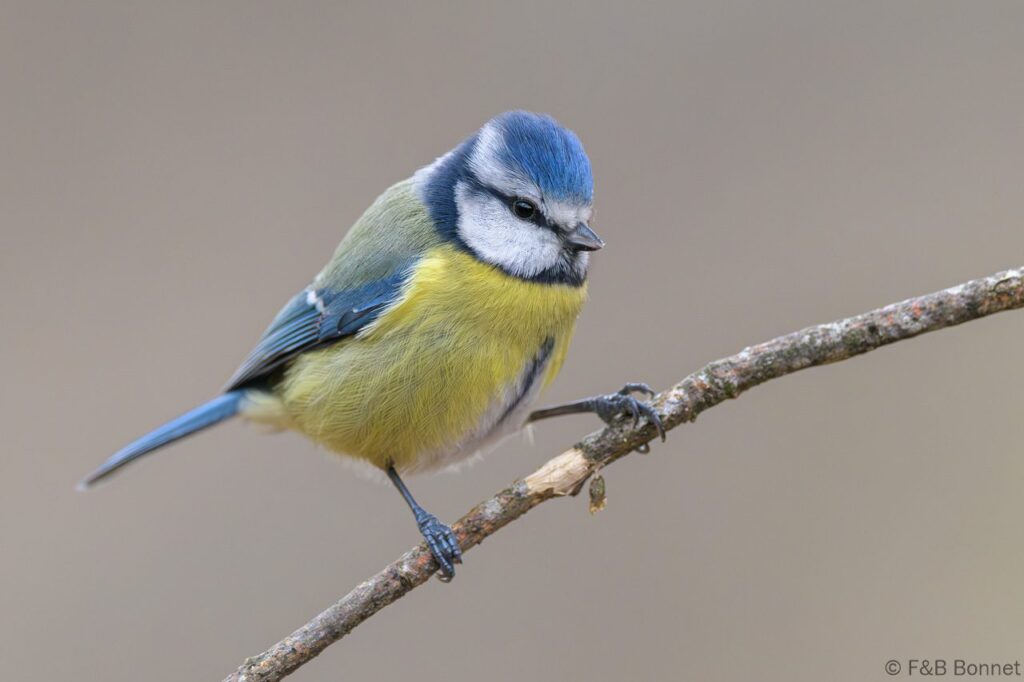 Herrerillo común - España - Castilla y León - 2024