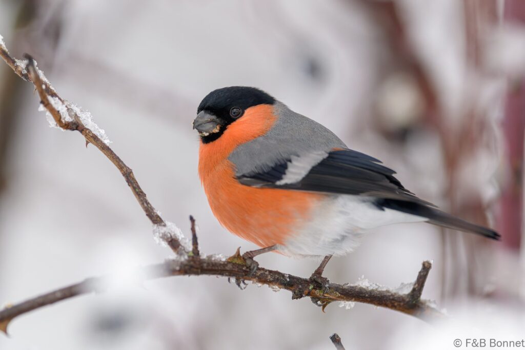 Camachuelo común ♂ - España - Castilla y León - 2024