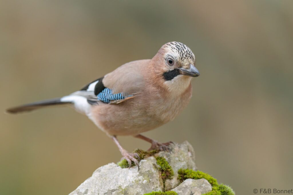 Arrendajo euroasiático - España - Castilla y León - 2024