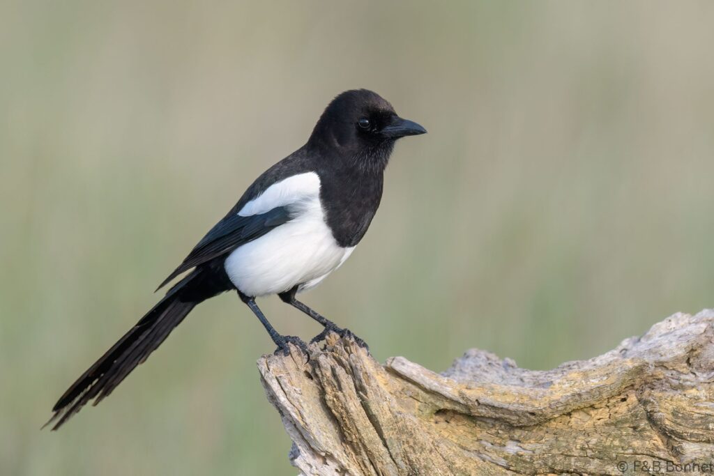 Urraca común - España - Castilla La Mancha - 2024