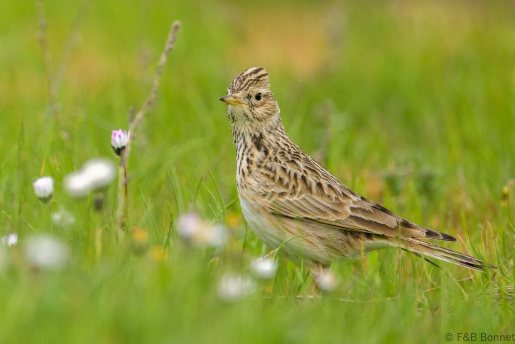 Eurasian skylark spain 1