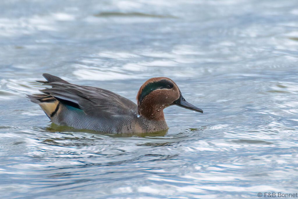 Sarcelle d'hiver ♂ - France - Picardie - 2021
