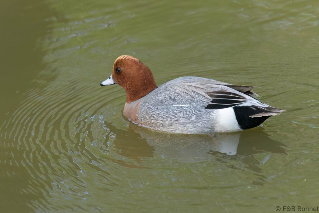 Canard siffleur ♂ - France - Pays de la Loire - 2024