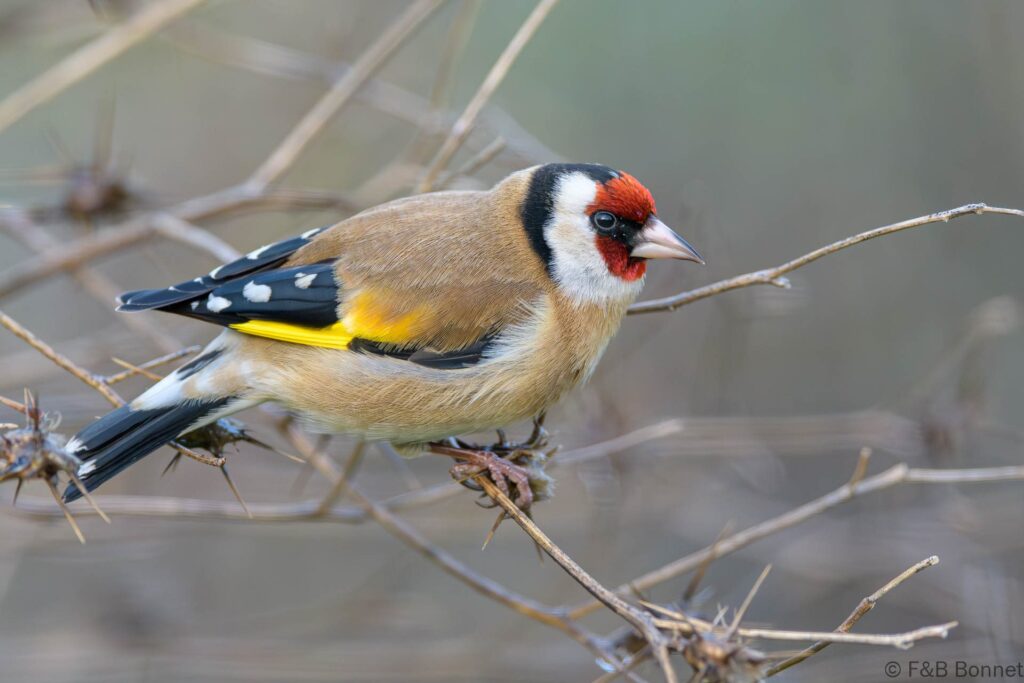 Jilguero europeo ♂ - España - Castilla y León - 2024