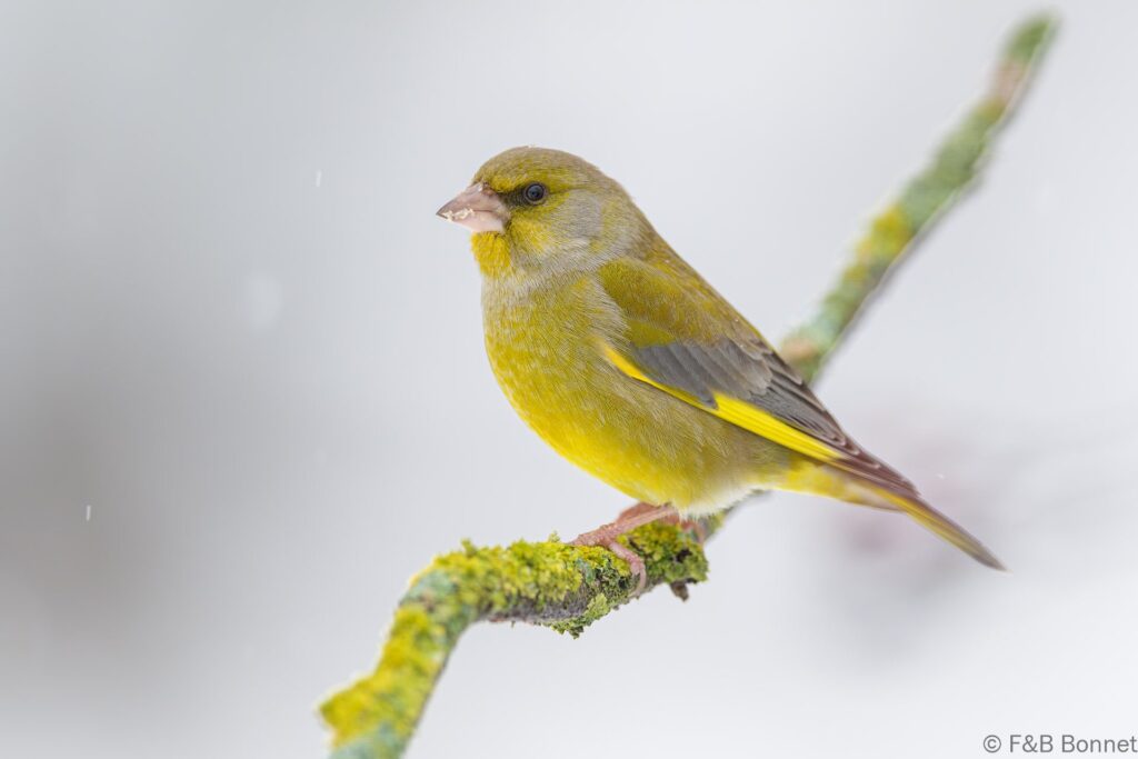 Verderón común ♂ - España - Castilla y León - 2024