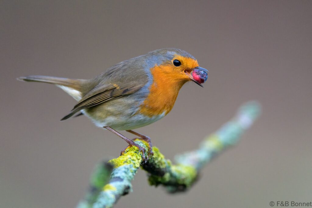 Petirrojo europeo - España - Castilla y León - 2024