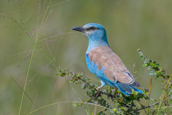 European Roller - South Africa - iSimangaliso - 2022