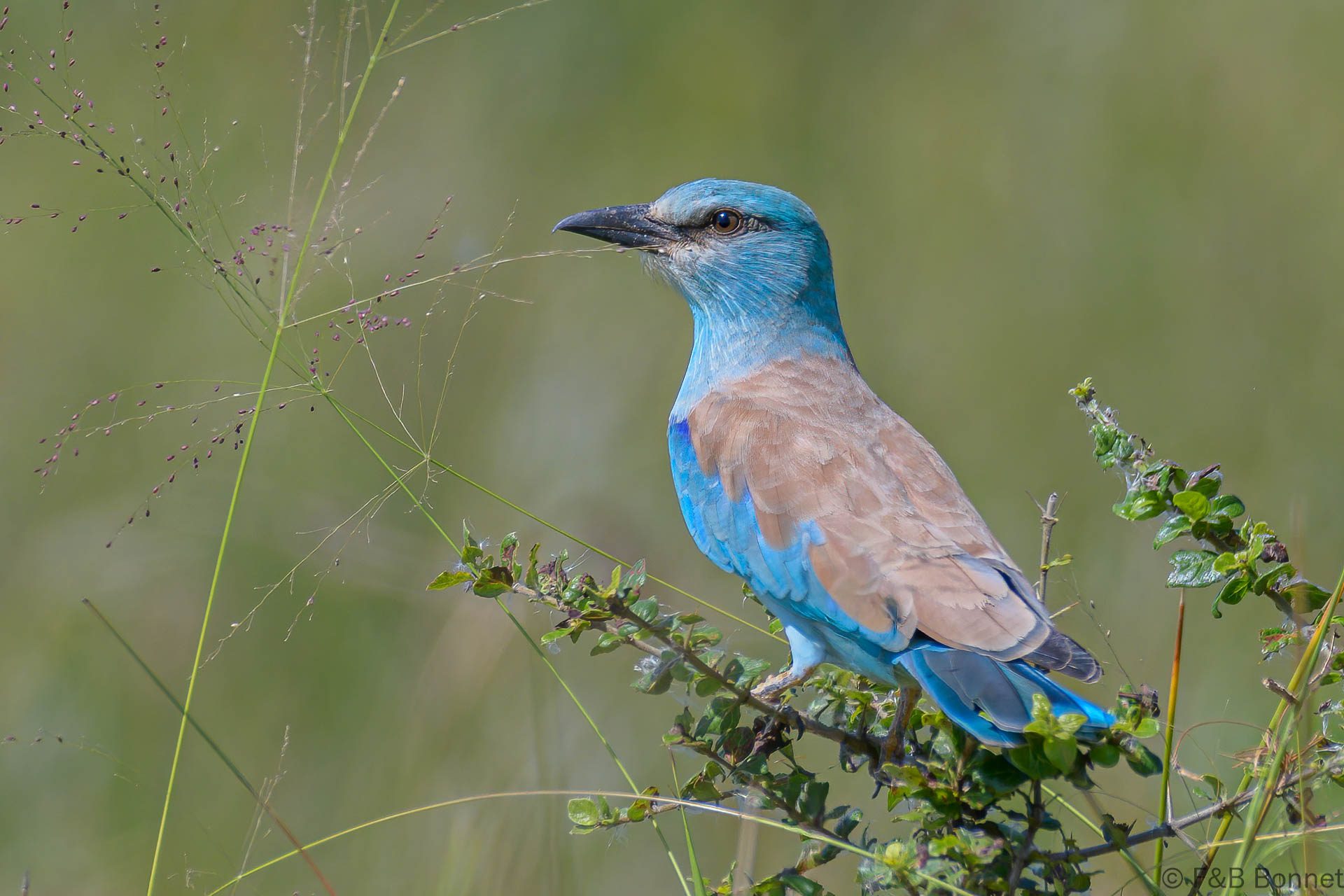 European Roller - South Africa - iSimangaliso - 2022