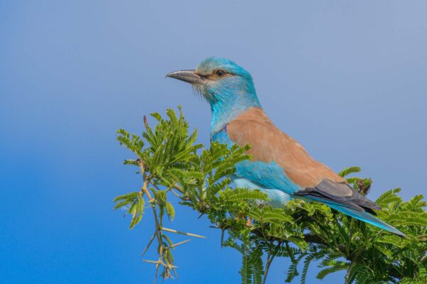European Roller - South Africa - iSimangaliso - 2022