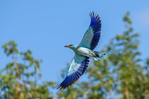 European Roller - South Africa - uMkhuze - 2022