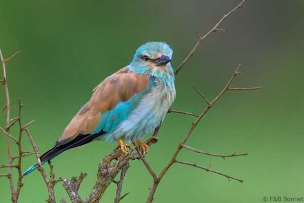 European Roller - South Africa - Kruger NP - 2025