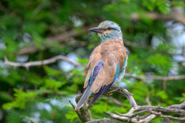 European Roller - South Africa - Kruger NP - 2025