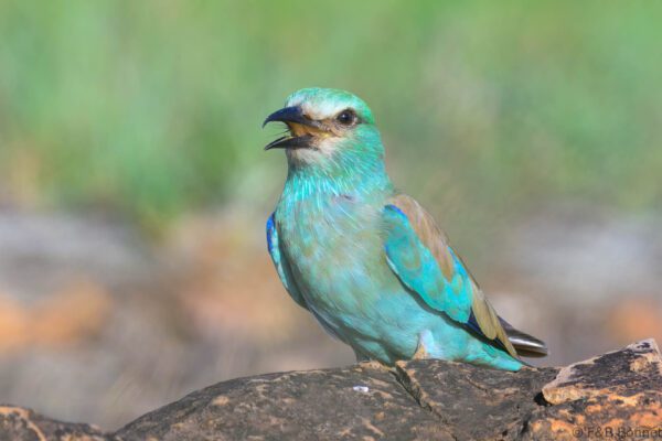 European Roller - South Africa - Kruger NP - 2025