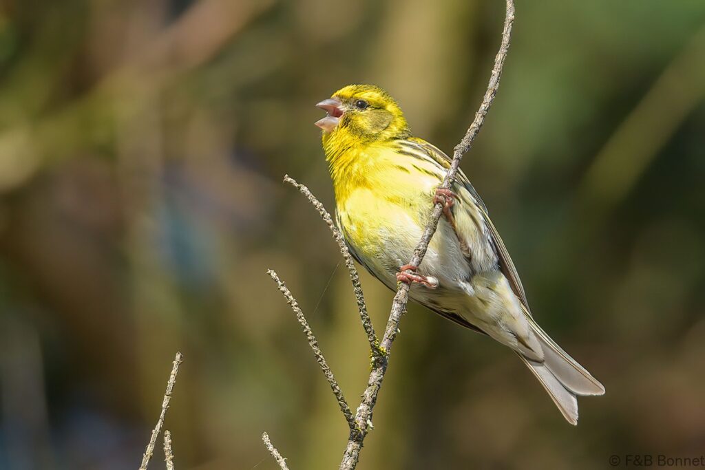 Serin cini - France - Bretagne - 2022