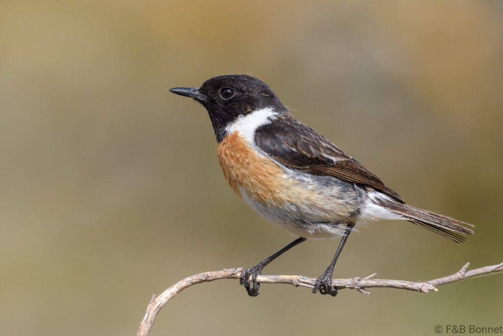 Tarabilla europea ♂ - España - Andalucía - 2023