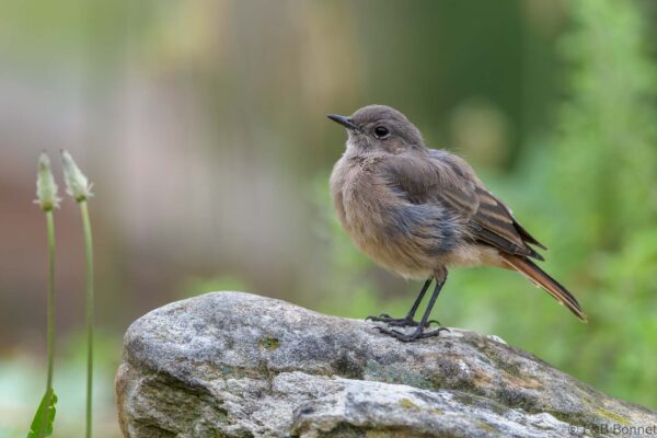 Familiar Chat - South Africa - Giants Castle - 2026