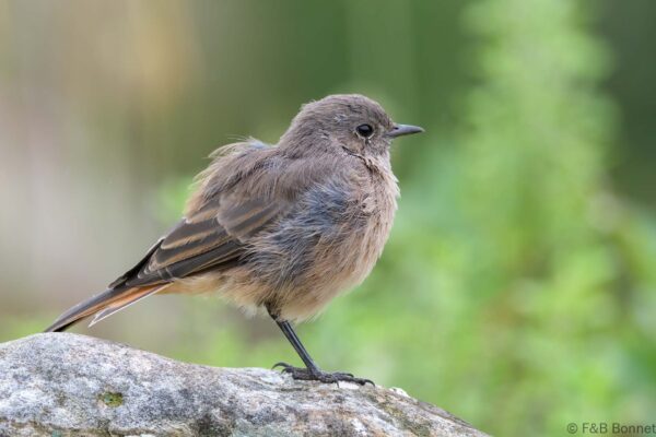 Familiar Chat - South Africa - Giants Castle - 2026