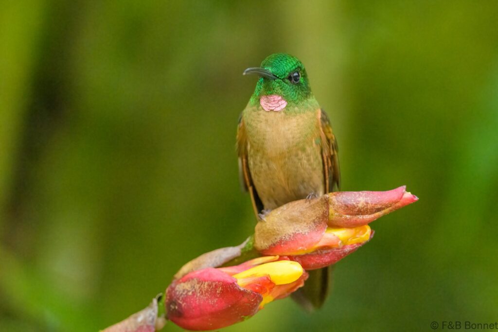 Brillante pechigamuza ♂ - Ecuador - Mindo - 2023