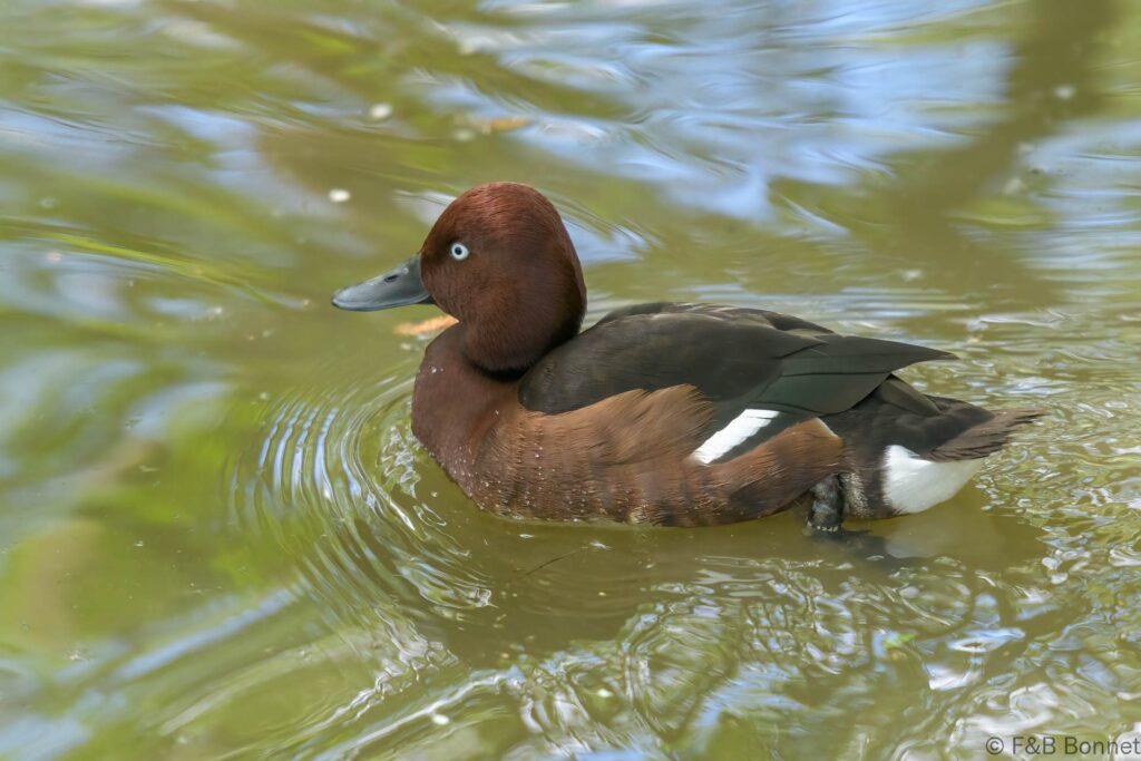 Fuligule nyroca ♂ - France - Pays de la Loire - 2024